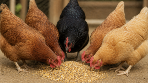 Ayam Kampung Prebiotik Probiotik Morning Picks