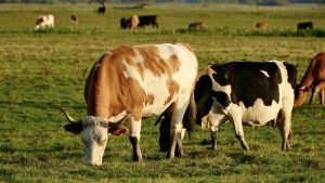 Cows grazing in a lush green field