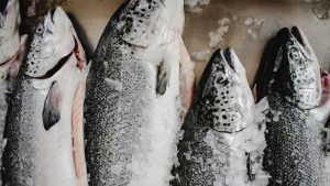 Fresh Salmon